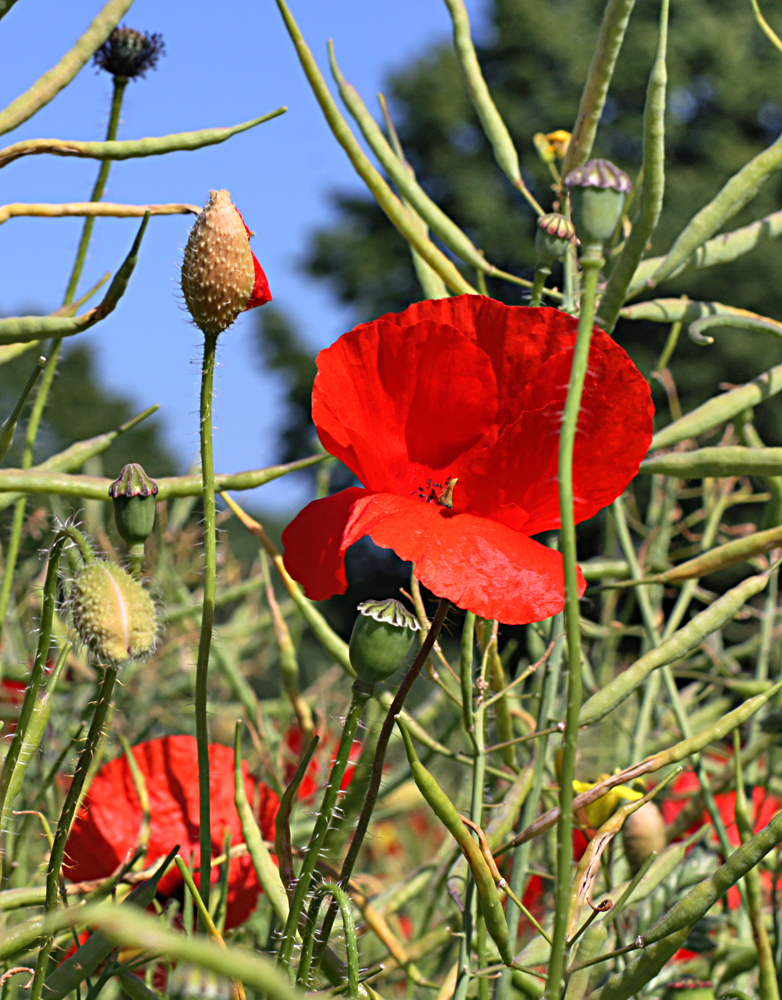 Mohn Ansichten 6