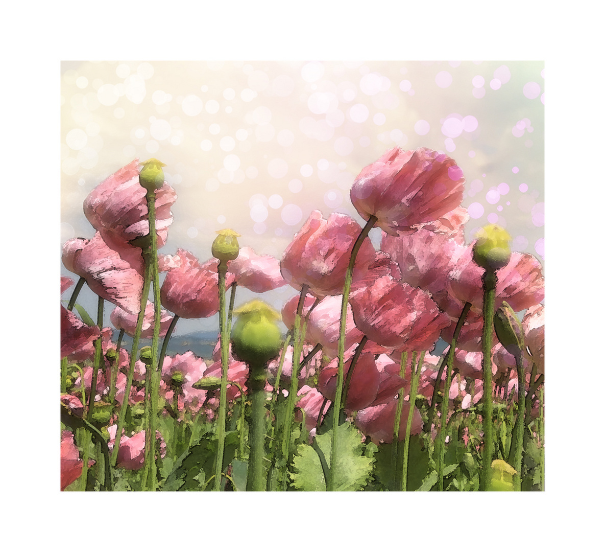 MOHN-AQUARELL