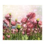 MOHN-AQUARELL