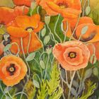 Mohn Aquarell