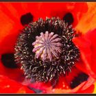 ......." Mohn Art ......."!