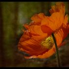 Mohn-Art