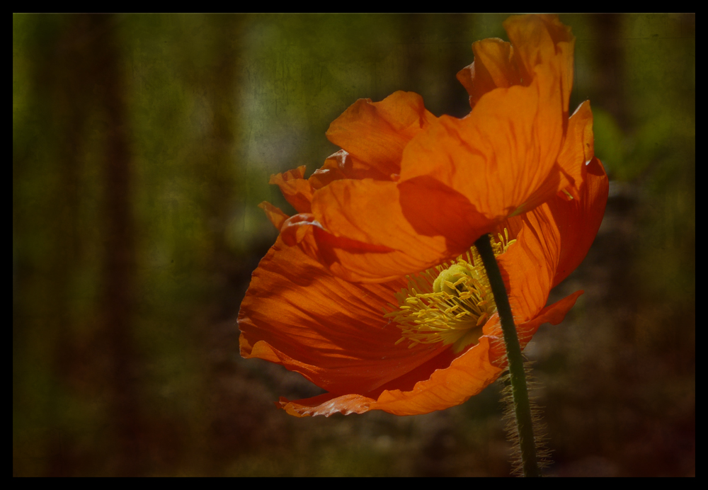 Mohn-Art