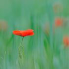 mohn art