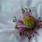 ... mohn-art I ...