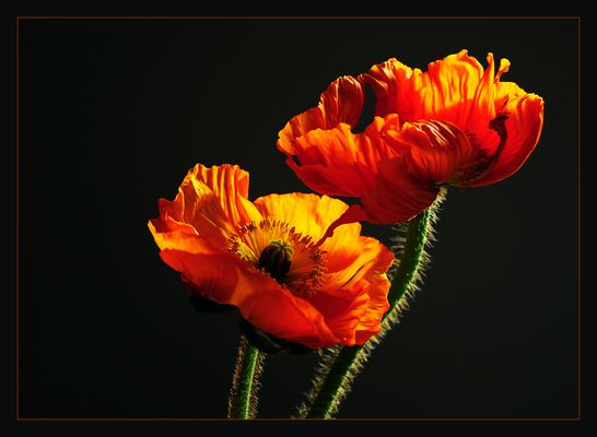 mohn at home II