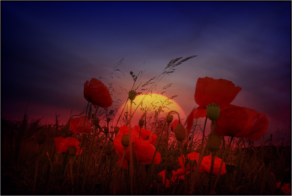 mohn at night