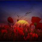 mohn at night