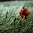 Mohn at non