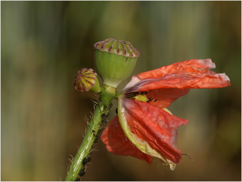 Mohn - auch 3 Blüten gibt es