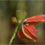 Mohn - auch 3 Blüten gibt es