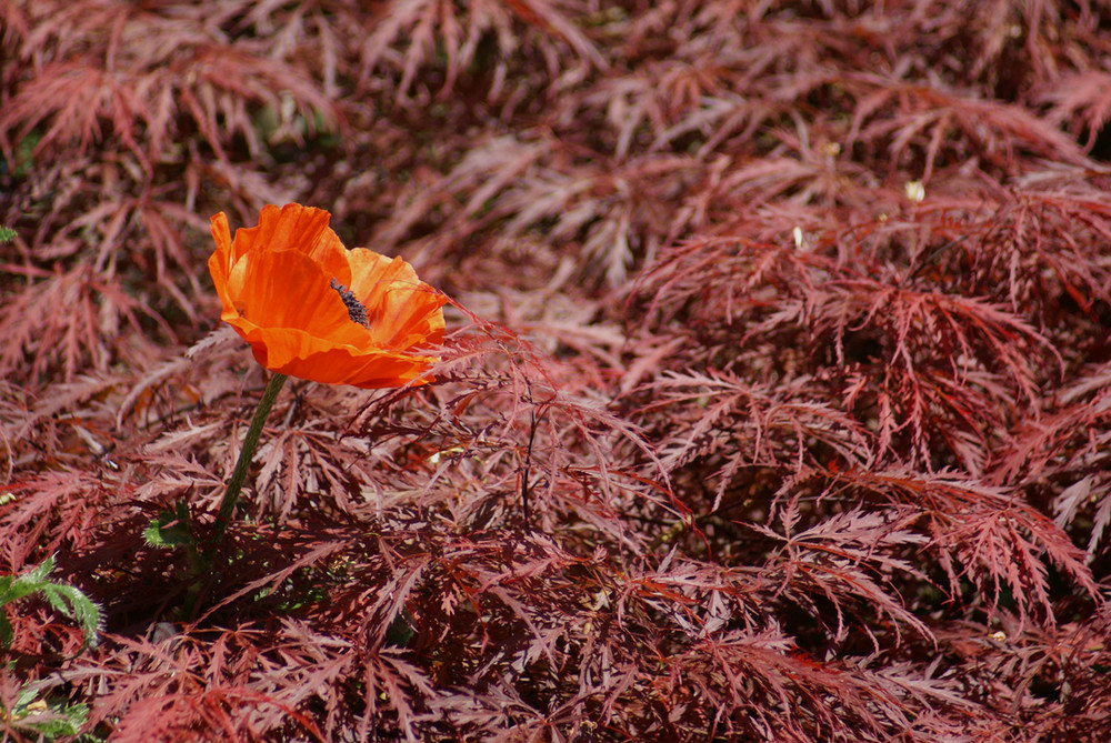 Mohn auf Ahorndach