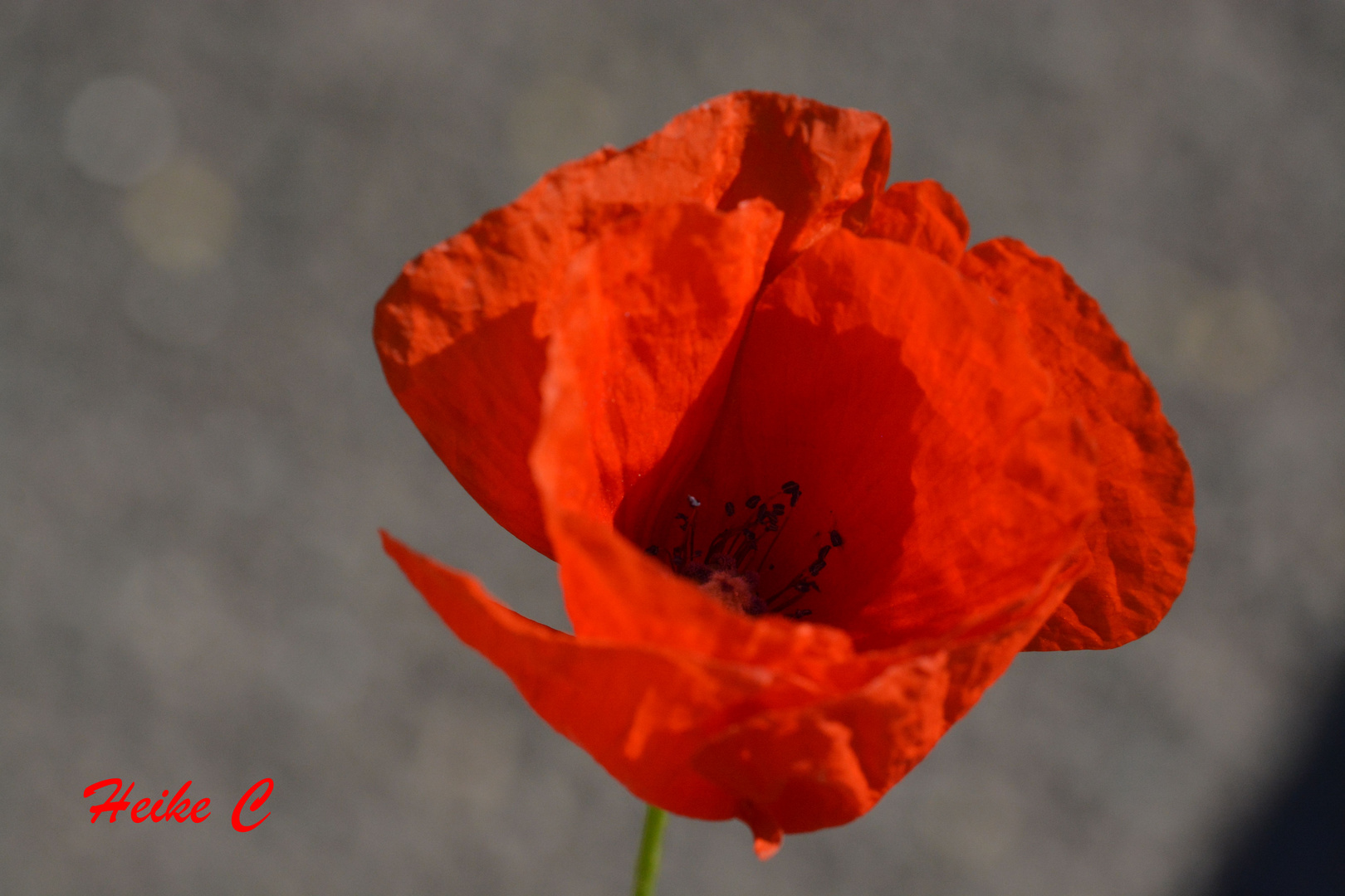 Mohn auf Asphalt