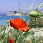 Mohn auf Chalkidiki