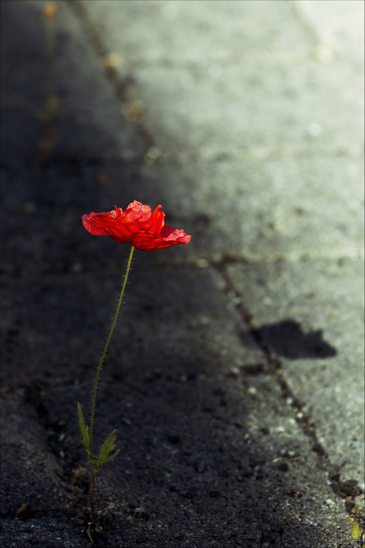 Mohn auf dem Asphalt