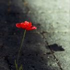 Mohn auf dem Asphalt