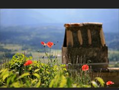 Mohn auf dem Dach