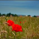 Mohn auf dem Deich