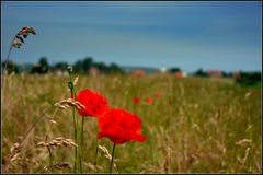 Mohn auf dem Deich