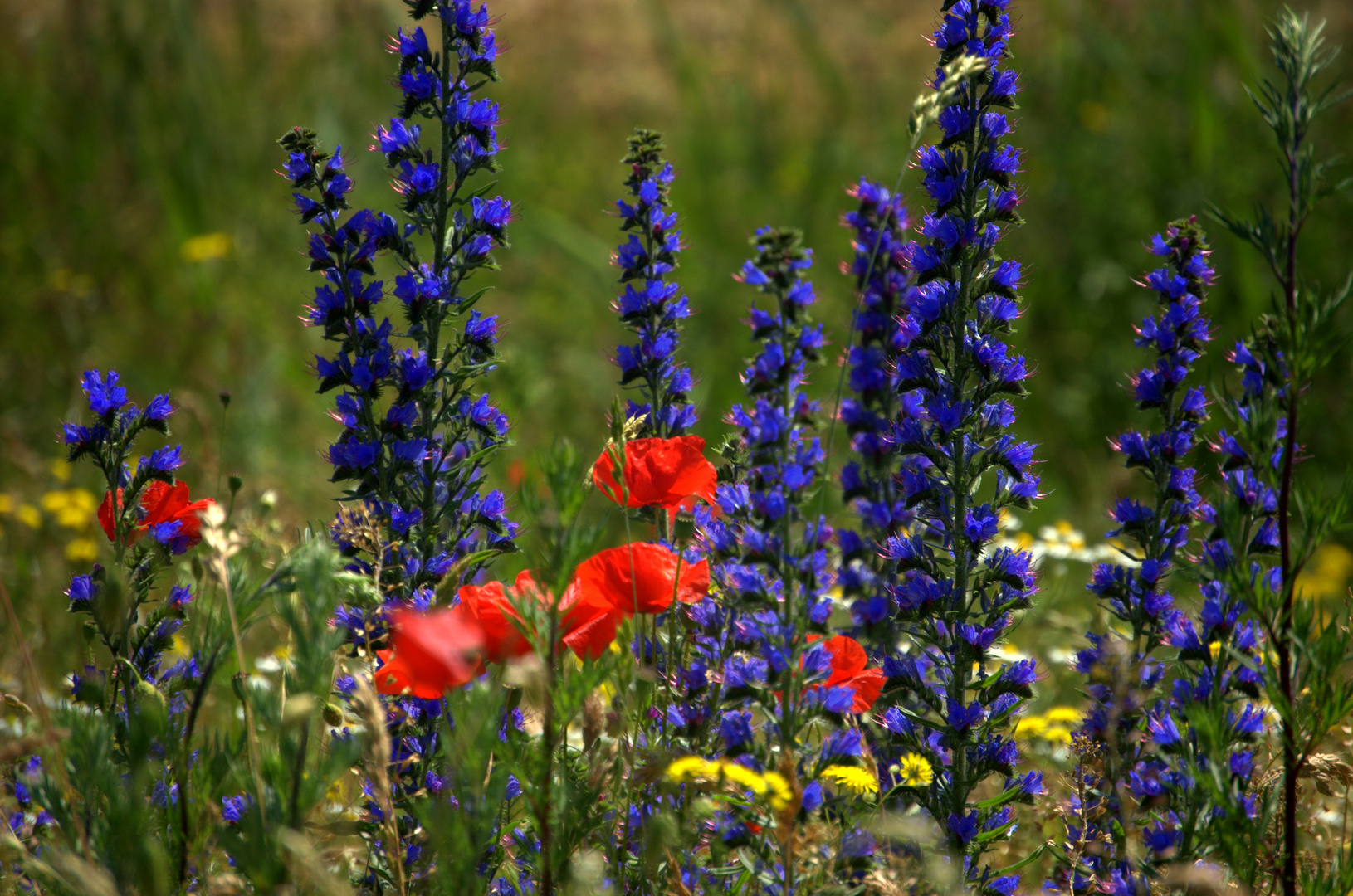 Mohn auf dem Deich von Hiddensee gesichtet