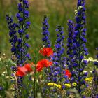 Mohn auf dem Deich von Hiddensee gesichtet