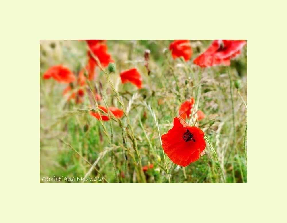 Mohn auf dem Feld 2