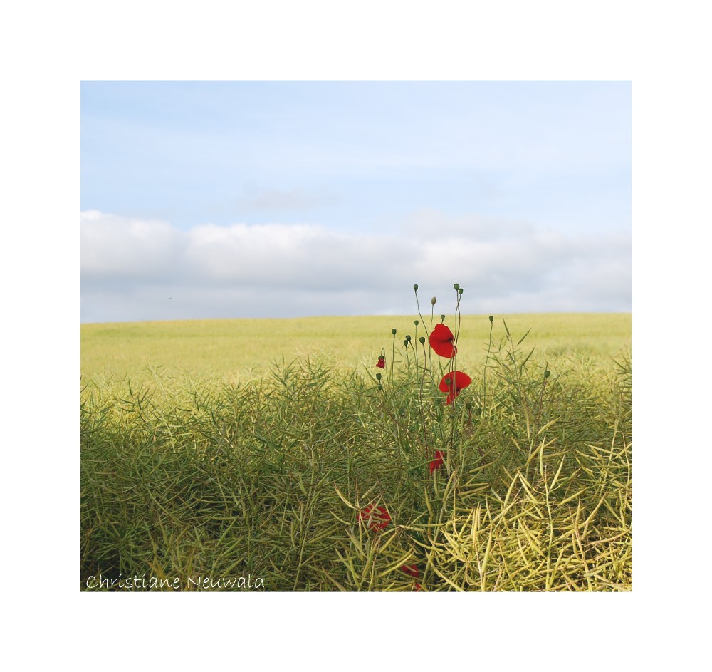 Mohn auf dem Feld