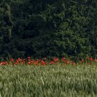 Mohn auf dem Feld