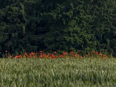 Mohn auf dem Feld