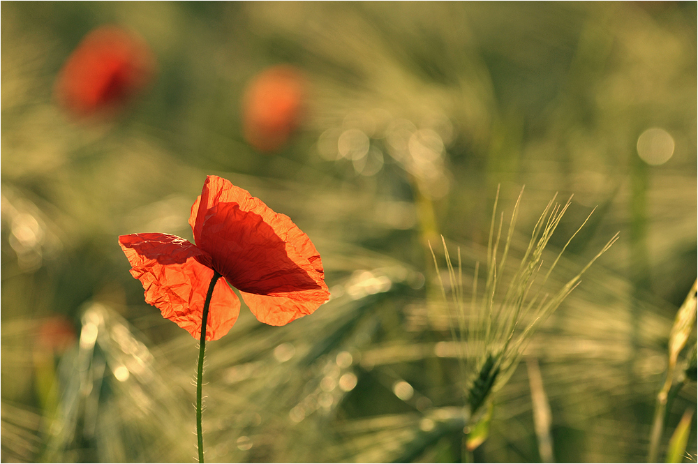 Mohn auf dem Felde