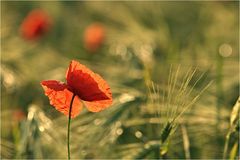 Mohn auf dem Felde