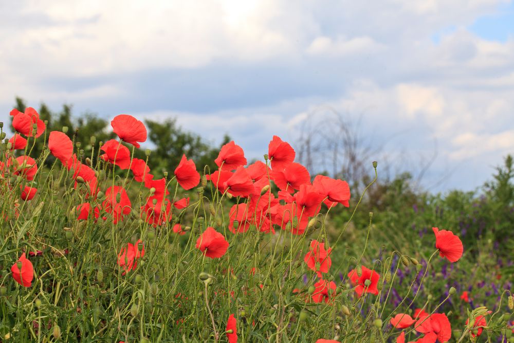 Mohn auf dem Flugplatz