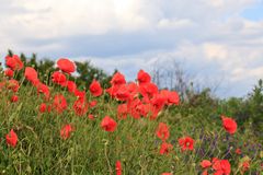 Mohn auf dem Flugplatz