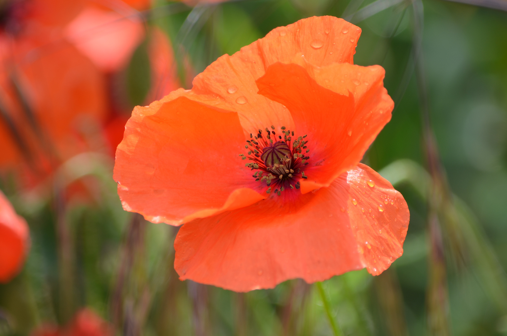 Mohn auf dem Hunsrück