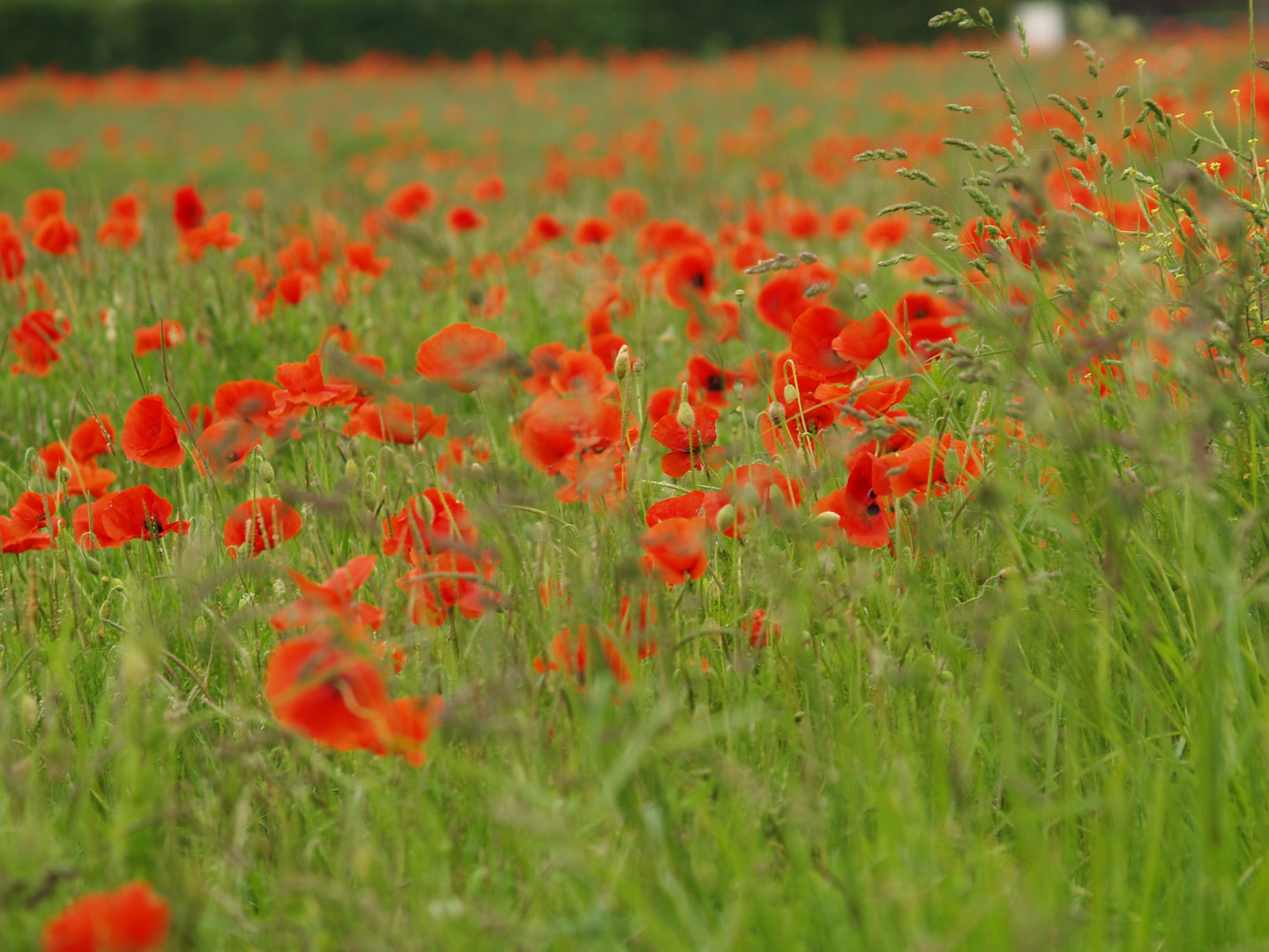 Mohn auf der Baustelle