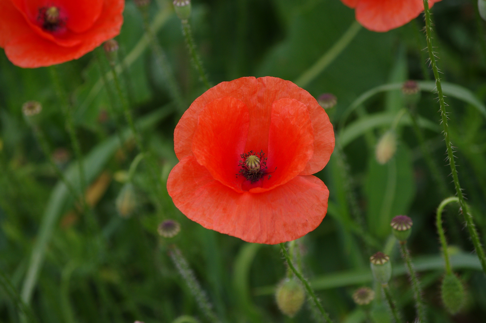 Mohn auf der Blumenwiese