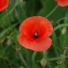 Mohn auf der Blumenwiese