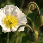 Mohn auf der BUGA in Koblenz