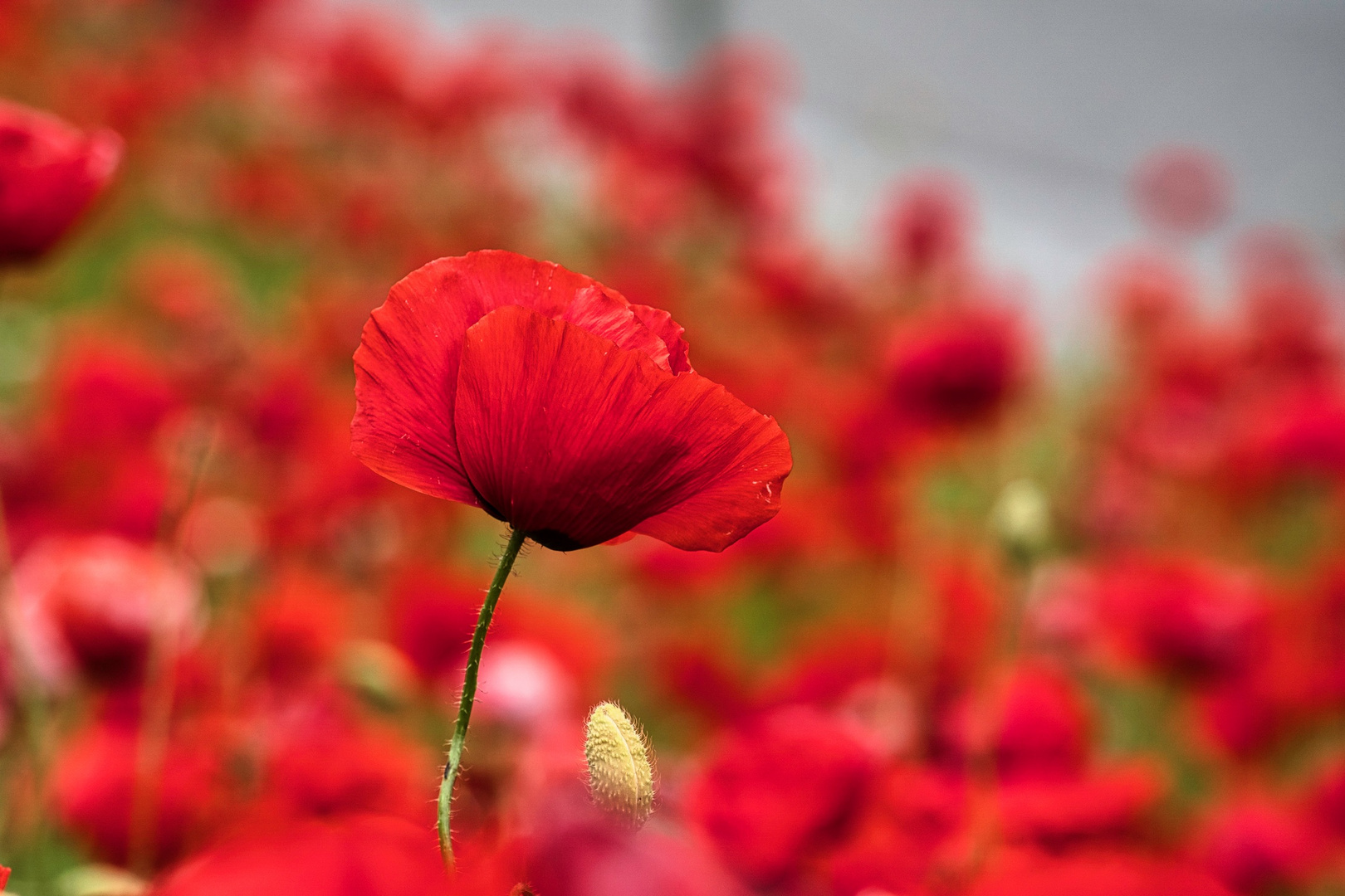 Mohn auf der Düne