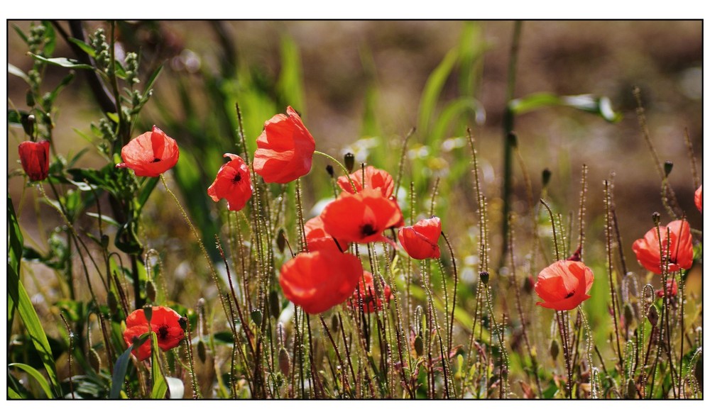 Mohn auf der Halde