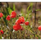 Mohn auf der Halde