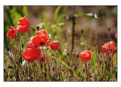 Mohn auf der Halde2.0