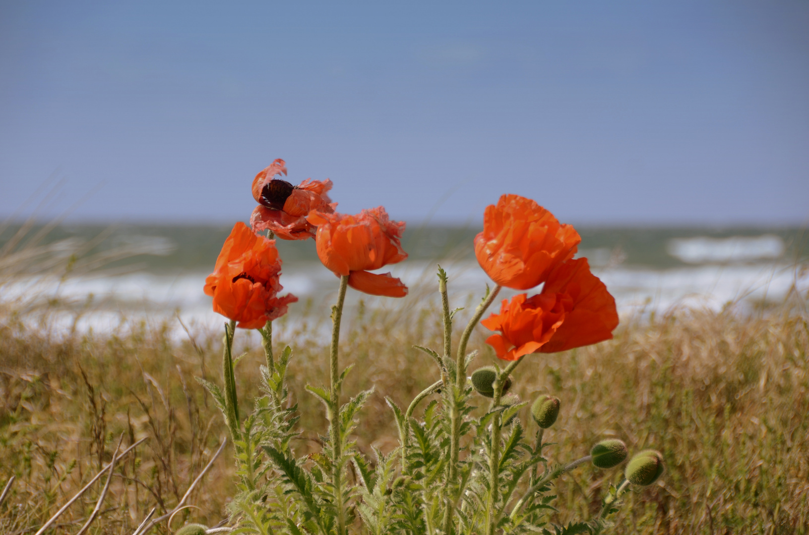 Mohn auf der Insel