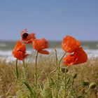 Mohn auf der Insel