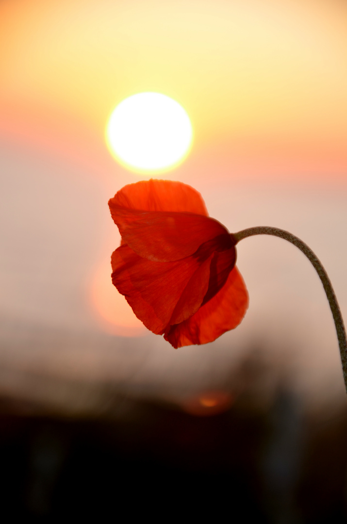 Mohn auf der Insel Hiddensee