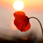 Mohn auf der Insel Hiddensee