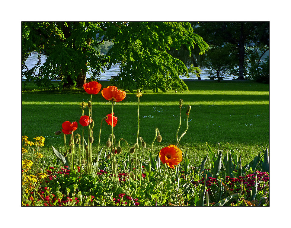 Mohn auf der Insel Mainau