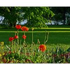 Mohn auf der Insel Mainau