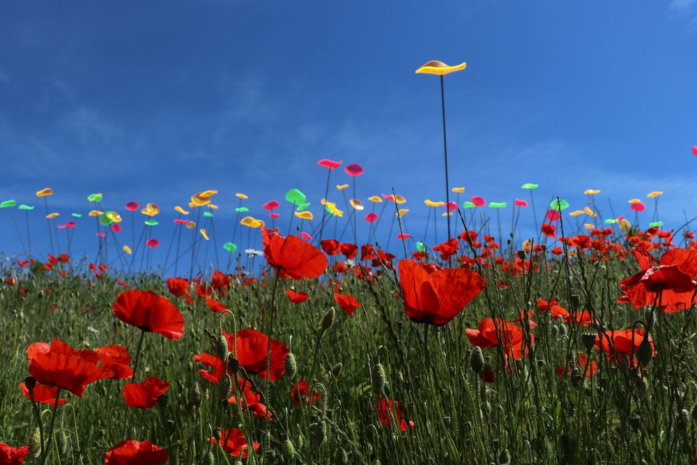 Mohn auf der LAGA 2020