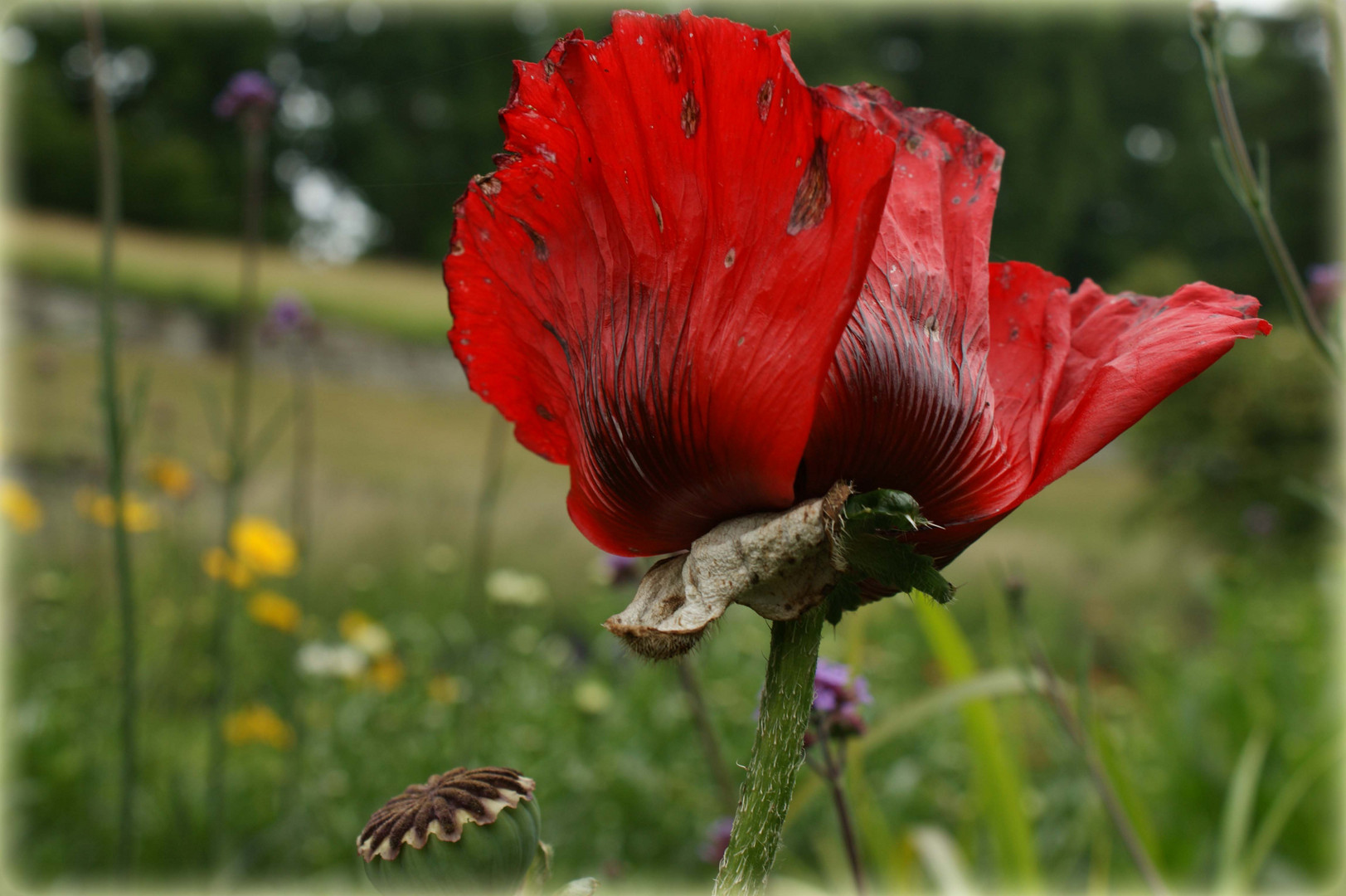 Mohn auf der Mainau